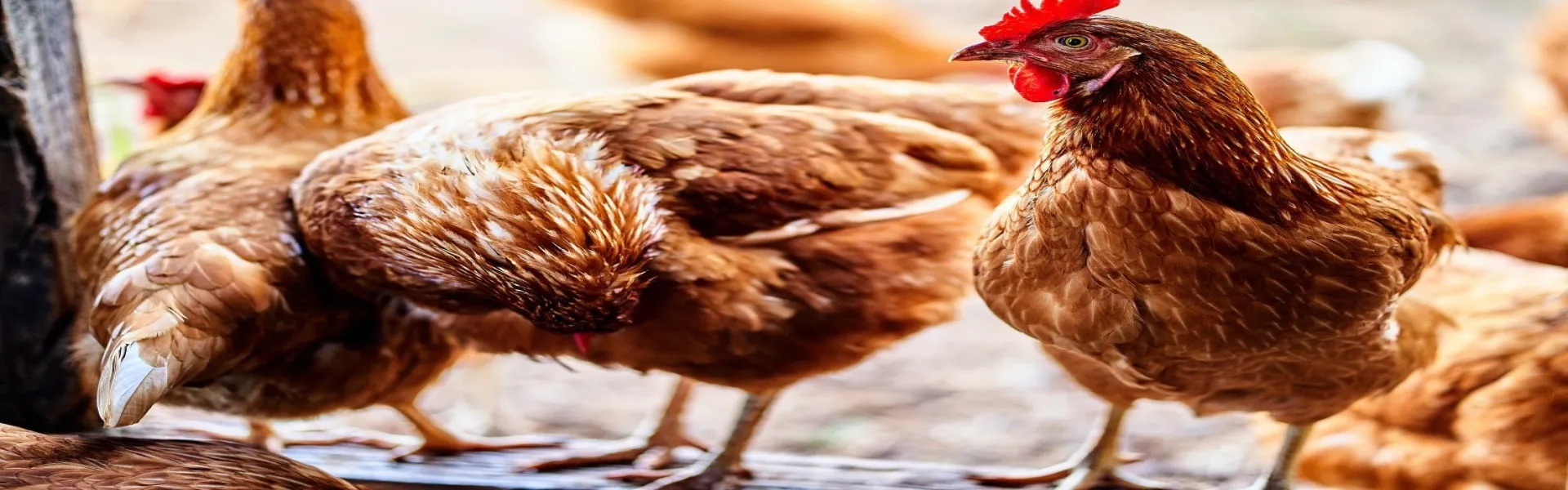 meat and poultry air liquide