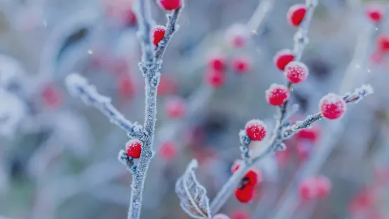 Criogenia Alimentare Air Liquide