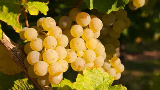 Protéger vos moûts contre l’oxydation - Vins