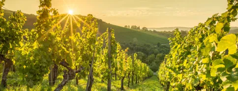 Découvrez ALRID™ , pour protéger vos moûts contre l’oxydation